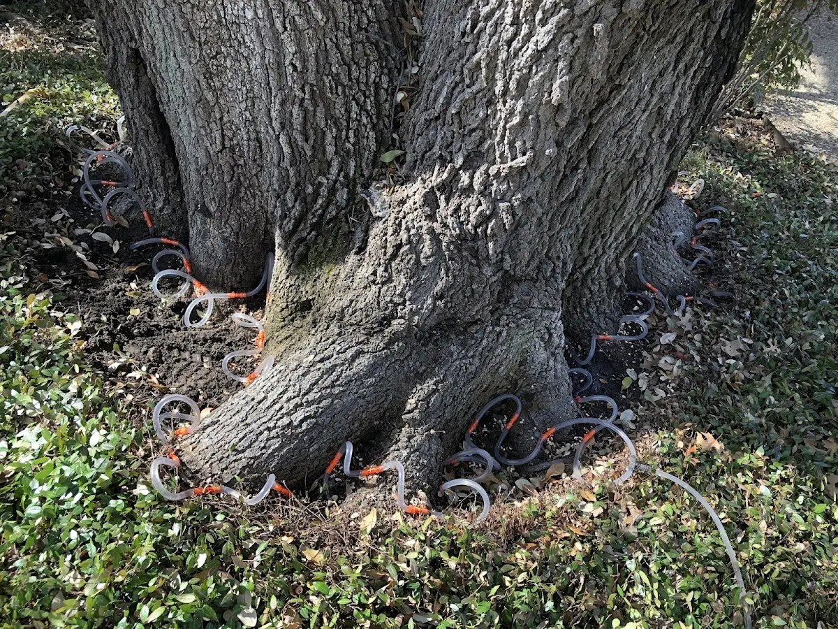 Detailed Tree Cabling and Bracing job site in Mechanicsburg